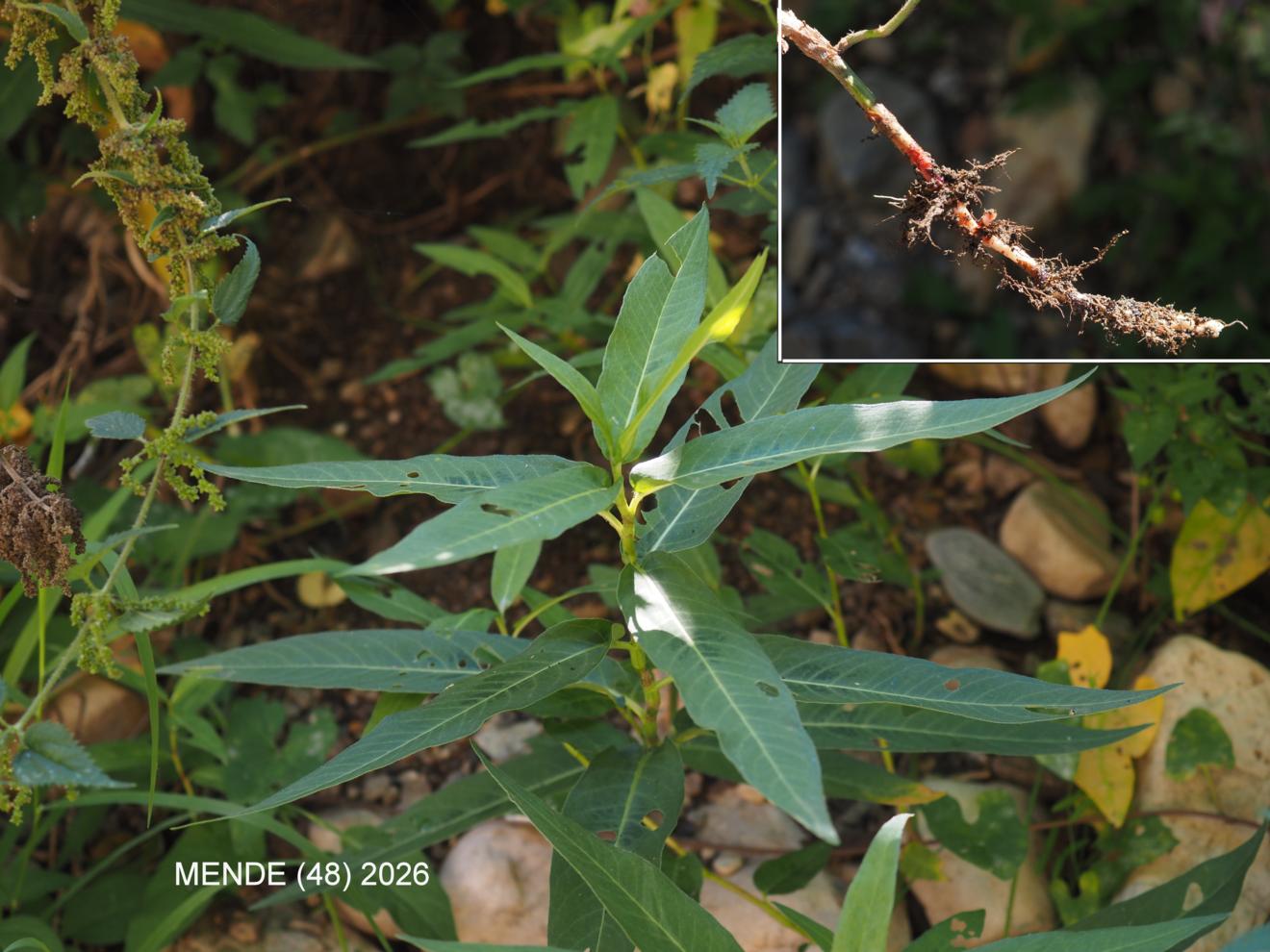 Knotweed, Water